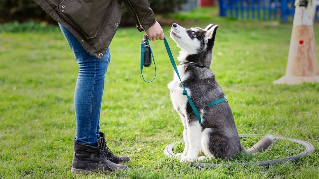 Dueño entrenando a un cachorro de Alaskan Malamute