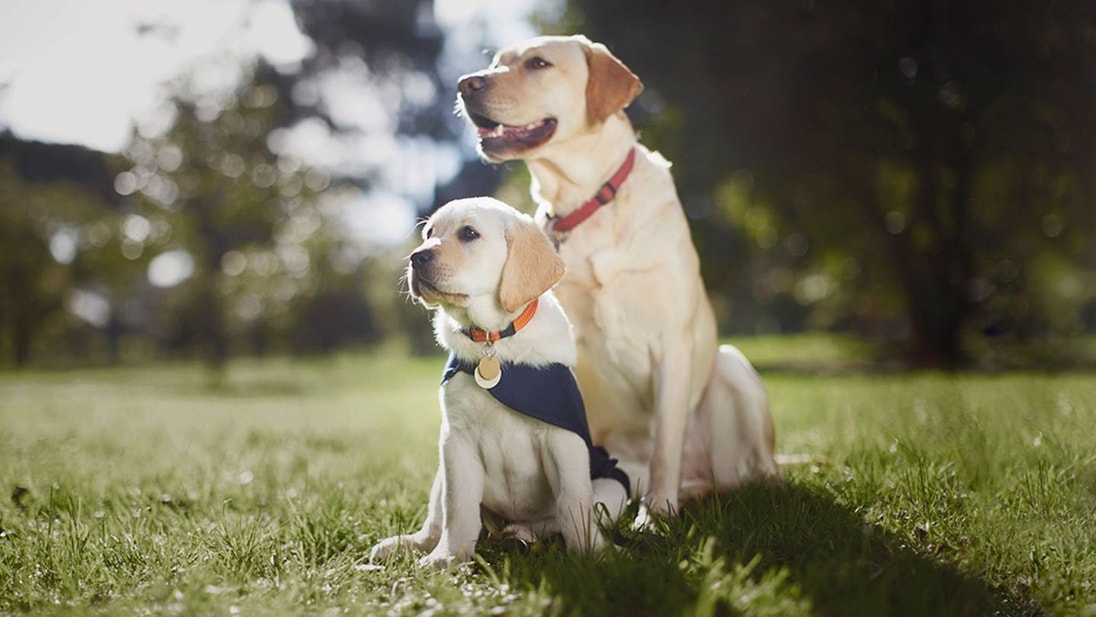 Cachorro de Golden Retriever con una medalla