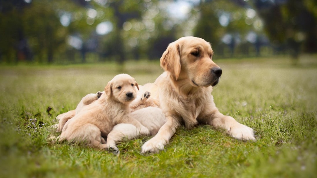Cachorro Golden Retriever acostado junto a su madre