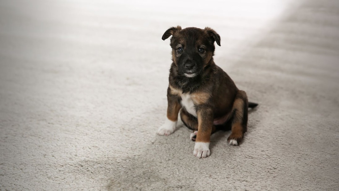 Cachorro negro sentado junto al protector de humedad en la alfombra