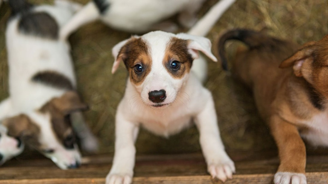 Cachorros Jack Russel en alerta