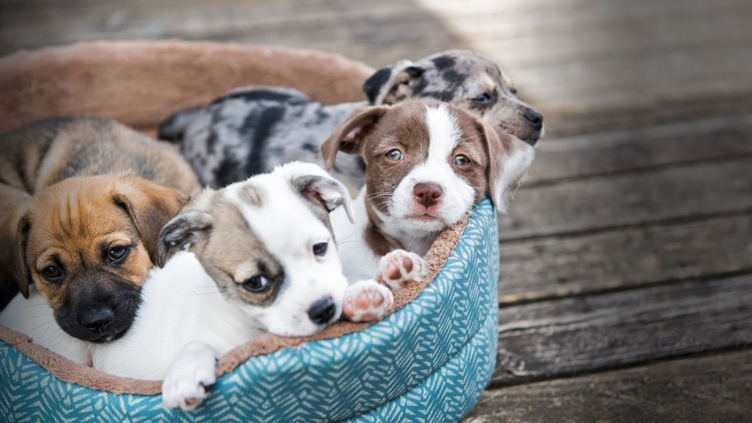 4 cachorros pequeños en una canasta azul