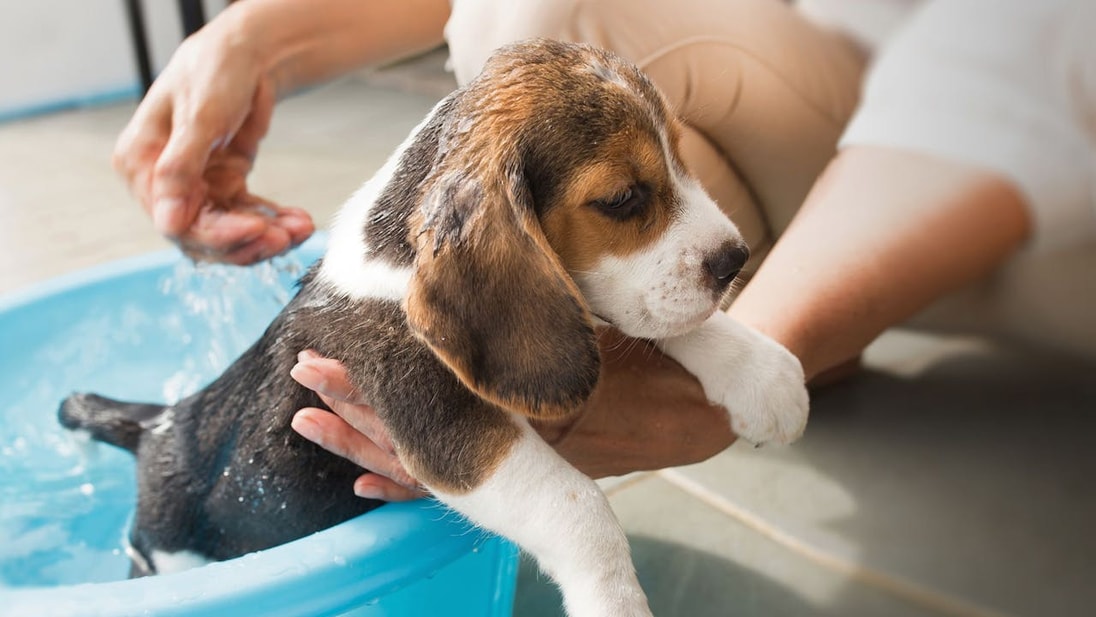 Cachorro Beagle tomando un baño
