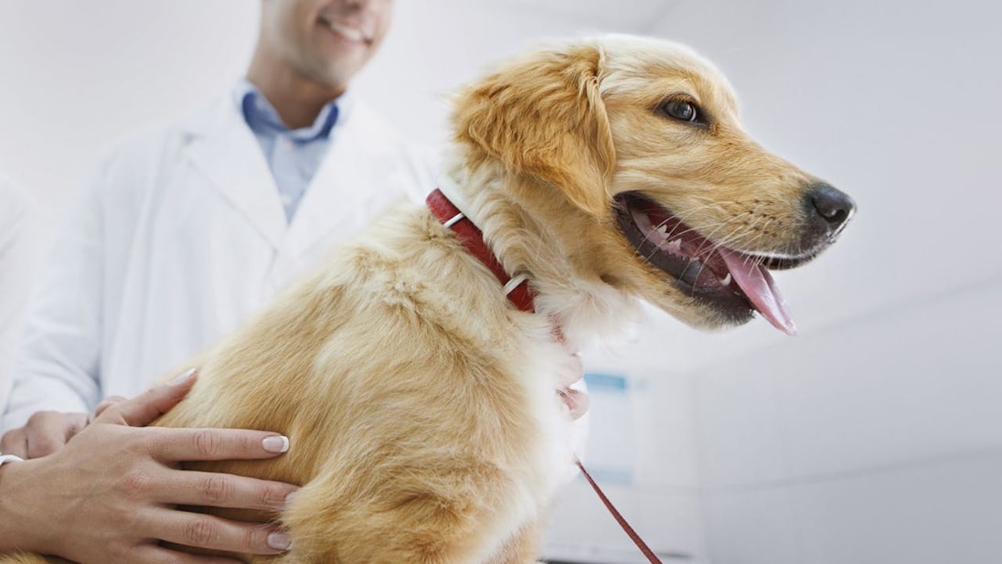 Golden Retriever joven en el veterinario
