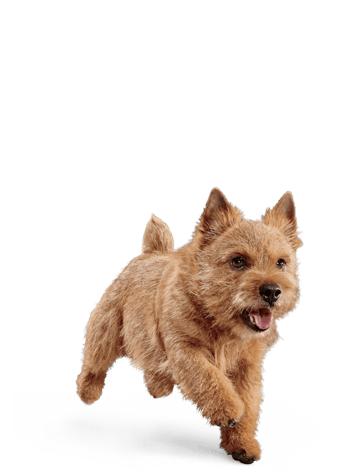 image eukanuba-adult-small-breed-facing-illustration-2019-restage