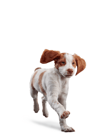 image eukanuba-puppy-medium-breed-facing-illustration-2019-restage