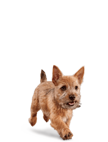 image eukanuba-puppy-small-breed-facing-illustration-2019-restage