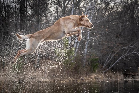 Perro marrón claro saltando alto sobre el agua
