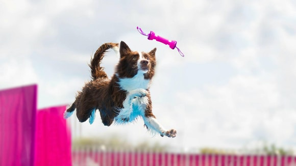 Border Collie marrón y blanco saltando para atrapar un juguete rosa