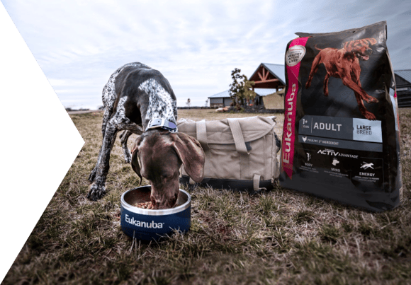 dog eat from a bowl