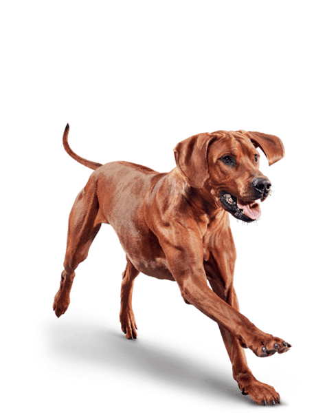 image eukanuba-adult-large-breed-facing-illustration-2019-restage