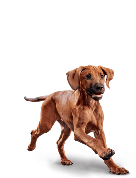image eukanuba-puppy-large-breed-facing-illustration-2019-restage