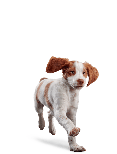 image eukanuba-puppy-medium-breed-facing-illustration-2019-restage